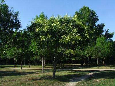 Прикрепленное изображение: k01.jpg